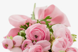一束粉色的花朵素材