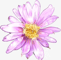 手绘紫娇花粉色水彩菊花高清图片