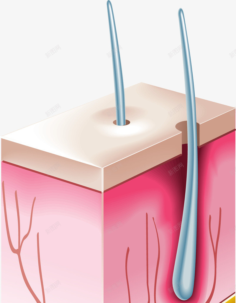 3D皮肤毛囊png免抠素材_88icon https://88icon.com 3D皮肤毛囊 3D皮肤毛囊矢量图 毛囊 矢量3D皮肤毛囊