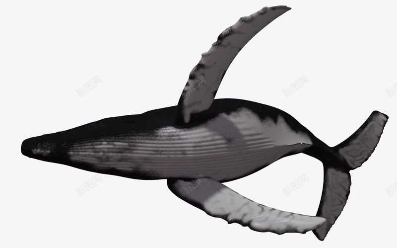 海洋动物海底生物png免抠素材_88icon https://88icon.com 3d卡通鱼 动物 海底生物 生物 自然 蓝色海洋