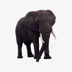 非洲象黑象高清图片