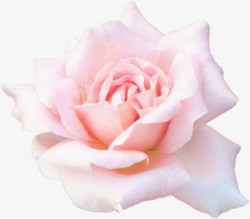 单朵的粉色玫瑰花花朵素材