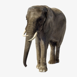 高大动物大象高清图片
