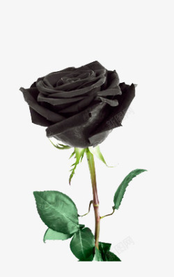 黑色的鲜花一朵谁黑色玫瑰花高清图片
