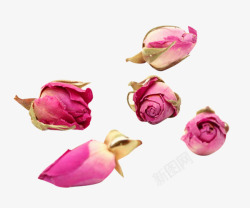 法兰西五颗法兰西玫瑰花苞高清图片