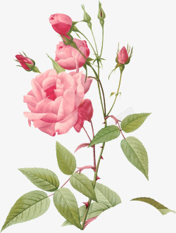 粉色温馨花朵玫瑰素材