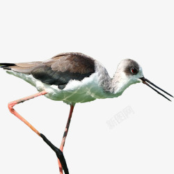 灰色禽类红脚鹬高清图片