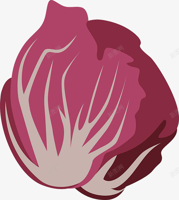 手绘红菊苣png免抠素材_88icon https://88icon.com 有机蔬菜 紫色 红菊苣 菊苣