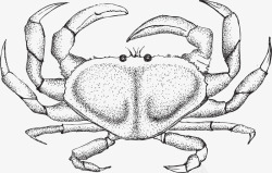 素描螃蟹素描灰色螃蟹图标高清图片