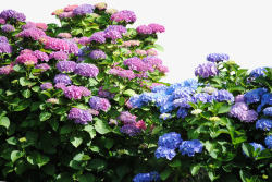 蓝色花丛自然界的花丛高清图片