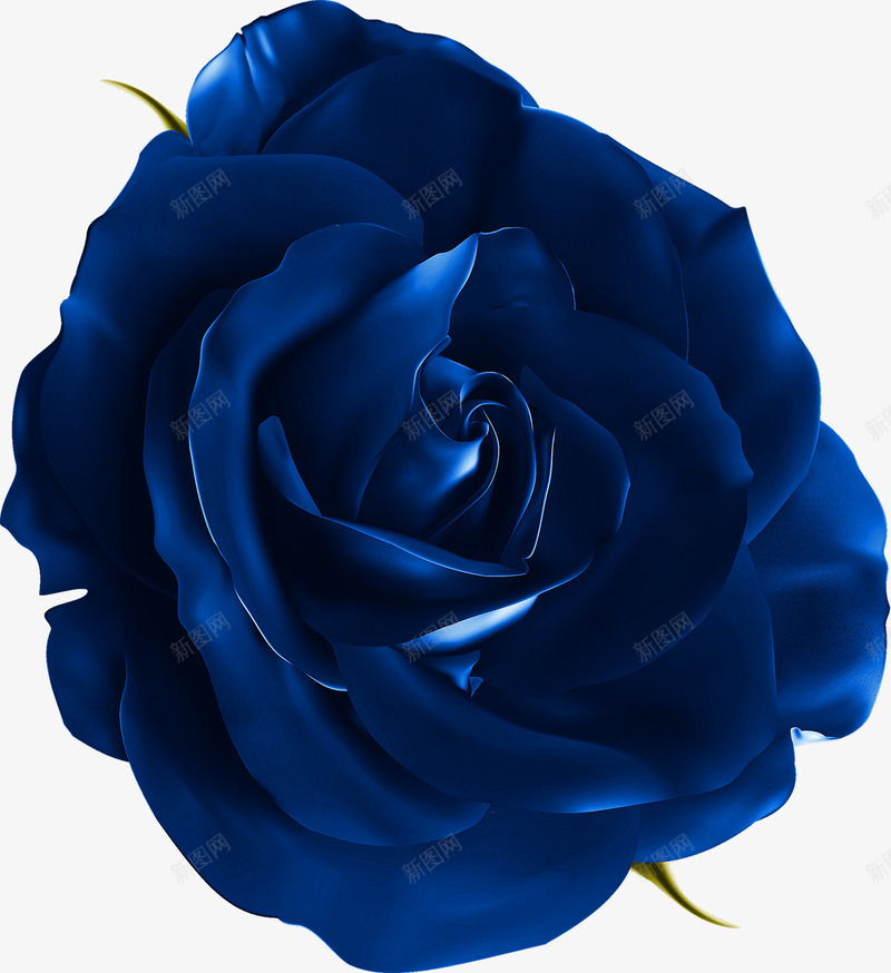 蓝玫瑰png免抠素材_88icon https://88icon.com 植物 花 花朵 蓝玫瑰花瓣 蓝色花朵 鲜花