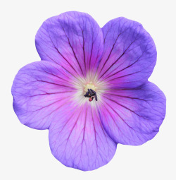 紫色植物带纹理的一朵大花实物素材