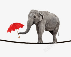顶着伞走在绳索上的大象素材