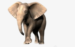 行走中的大象正面素材