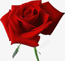一朵红色玫瑰花装饰素材