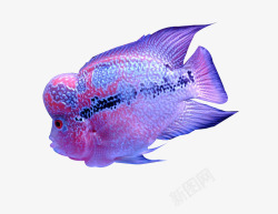 紫色珍珠罗汉鱼素材