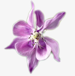 紫罗兰花瓣素材