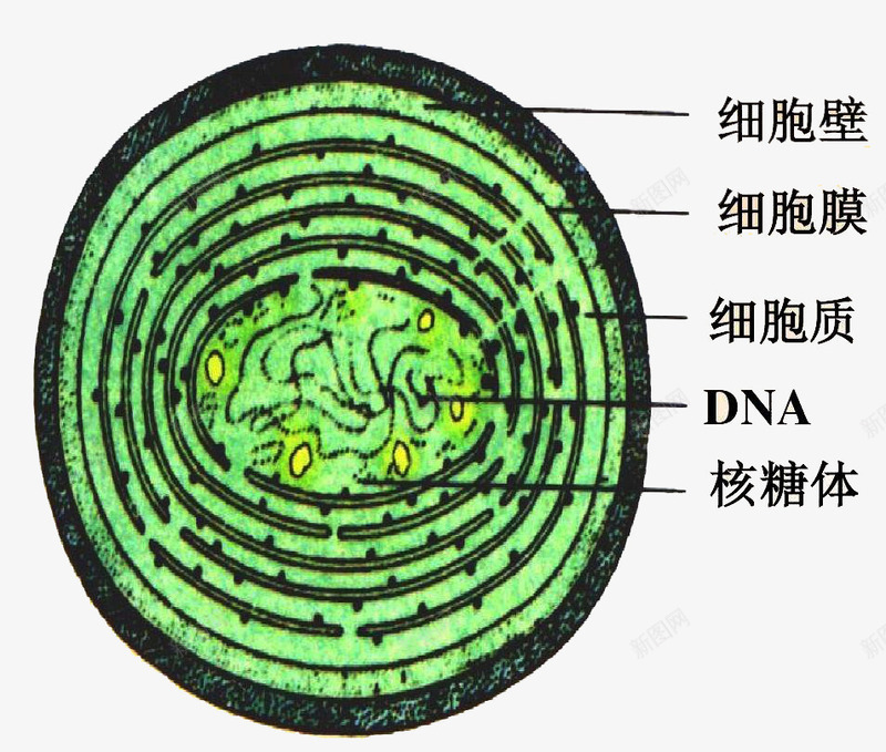 绿色手绘医学细胞结构图png免抠素材_88icon https://88icon.com 医学 医学细胞 图形 手绘 简约 细胞 结构