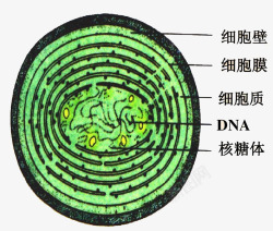 绿色手绘医学细胞结构图素材