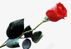 一支叶子一支带叶子的红色玫瑰花高清图片
