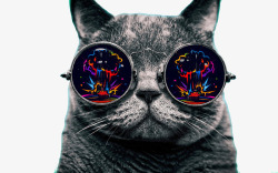 彩色镜片戴眼镜的时尚猫咪高清图片