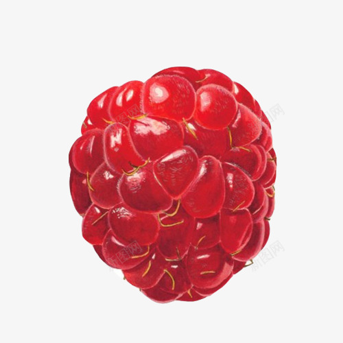 桑葚果单个特写水彩画png免抠素材_88icon https://88icon.com 果实 桑葚 红色 逼真写实画 野果