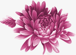 创意手绘紫色的海棠花素材