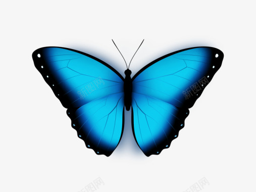 蓝黑色蝴蝶UI图标图标