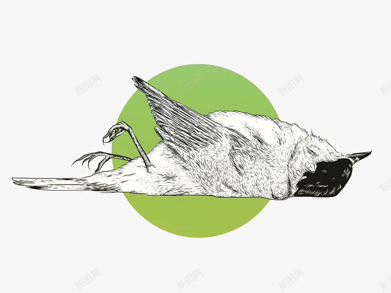 死了的小鸟png免抠素材_88icon https://88icon.com 僵硬的鸟 小鸟 灰色的鸟