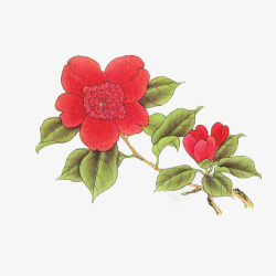 手绘一枝盛开的红色山茶花素材