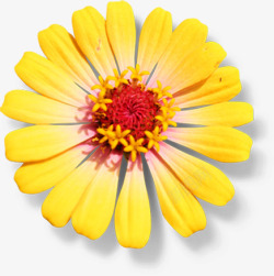 黄色盛开完美花朵美景素材