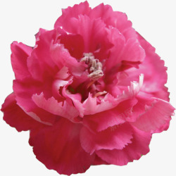 粉色盛开康乃馨花朵素材
