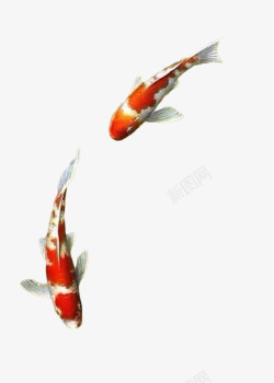 两只红白花纹鲤鱼素材