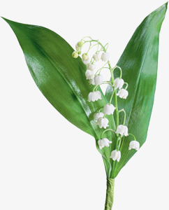 白色花朵绿叶桌面png免抠素材_88icon https://88icon.com 桌面 白色 绿叶 花朵