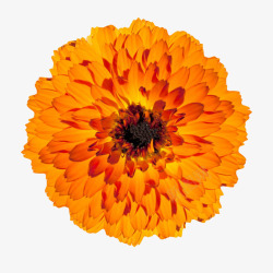 橙色有观赏性盛开的一朵大花实物素材