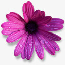 花朵露珠紫色素材