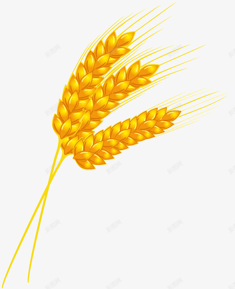 几根黄色的麦穗png免抠素材_88icon https://88icon.com 吃的 秋天大丰收 粮食 金黄色 食品 食物 黄色的麦穗