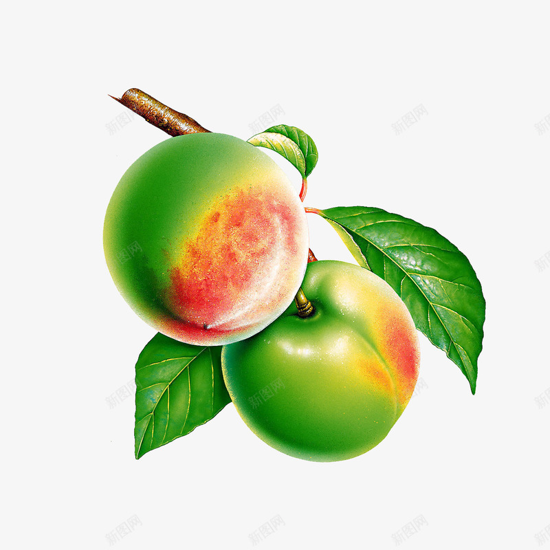 青杏桃实物png免抠素材_88icon https://88icon.com 实物 杏 桃 素材 维他命 青色