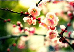 春天盛开的花卉海报背景七夕情人节素材