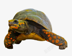 陆龟雄性大只陆龟高清图片