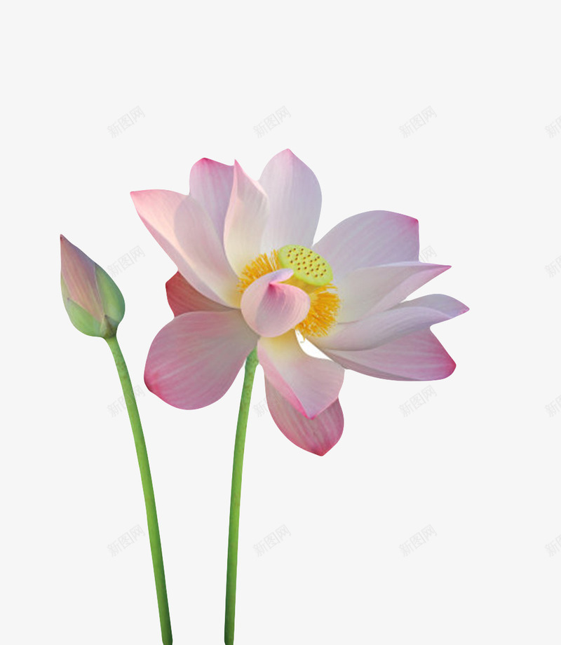 粉红色纯洁的花苞带梗的水芙蓉实png免抠素材_88icon https://88icon.com 印度国花 山龙眼目 木芙蓉 水旦 水生植物 水芙蓉 盛开 粉红色纯洁的花苞带梗的水芙蓉实物免费下载 芙蓉 芙蕖 花蕾 莲蓬 鞭蕖