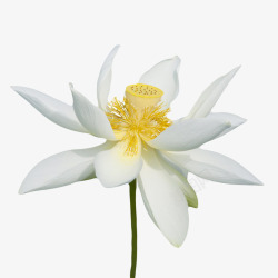 白色植物黄色蕾的一朵大花实物素材