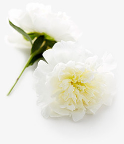 白色盛开花卉海报背景素材