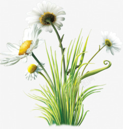 绿色草丛白色花朵素材