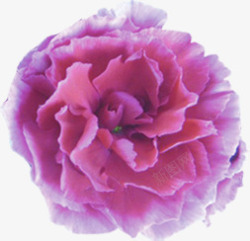 紫色盛开鲜花康乃馨素材