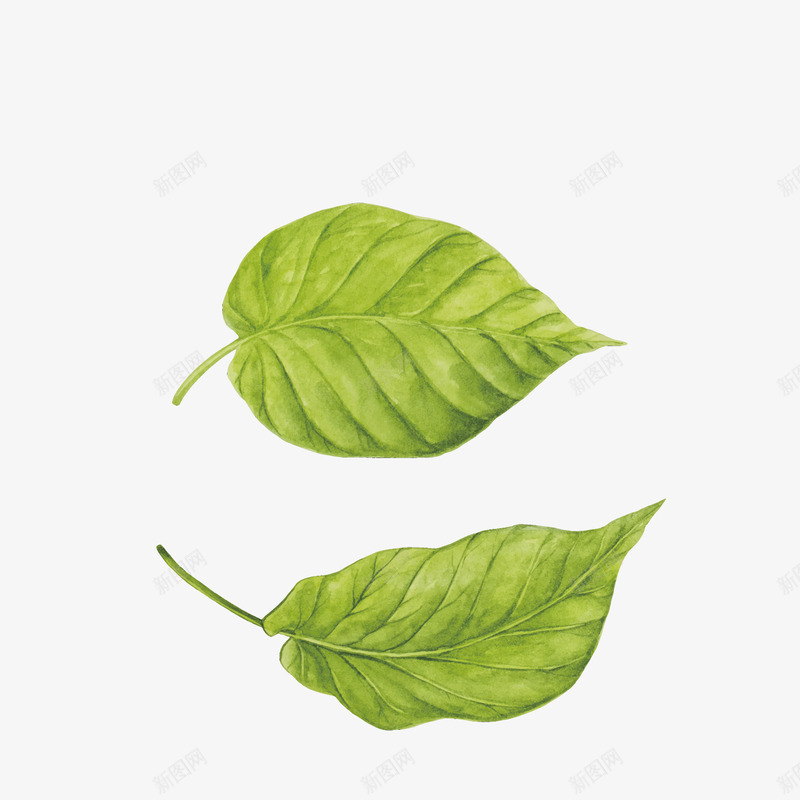 2片绿色的叶子png免抠素材_88icon https://88icon.com 300像素图 AI图免抠 二片叶子 大图免抠 手绘 树叶 绿叶 高清免抠