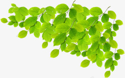 开学季海报绿色树叶素材