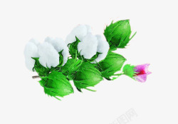 纯棉花棉花高清图片