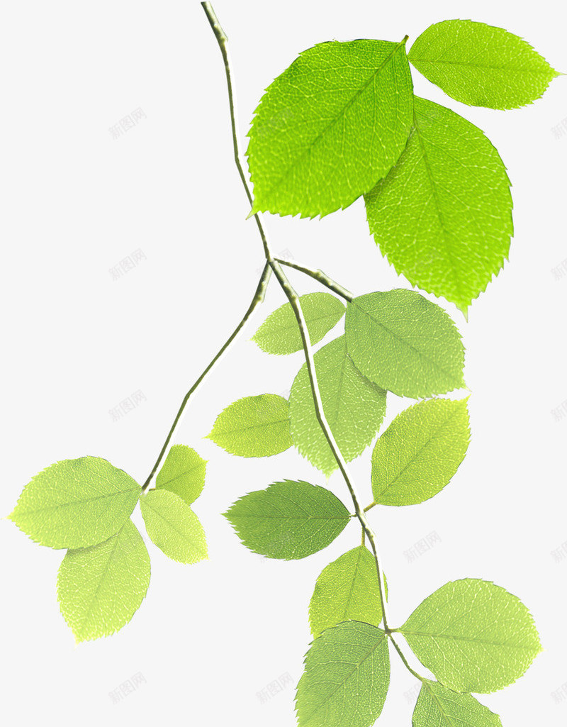 春天树叶美景特写png免抠素材_88icon https://88icon.com 春天 树叶 特写 美景