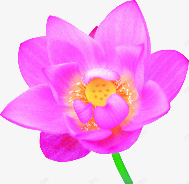 盛开的花png免抠素材_88icon https://88icon.com 儿 盛开 紫色 花